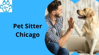 Pet Sitter in Chicago