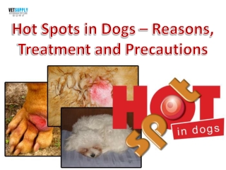 Reasons, Treatment, and Symoptoms of Hot Spots on Dogs | VetSupply