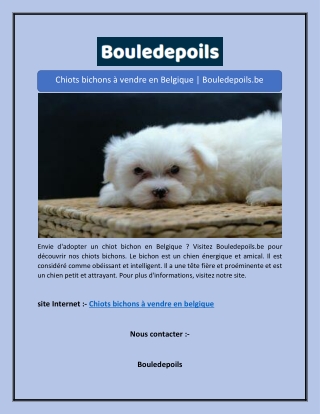 Chiots bichons à vendre en Belgique | Bouledepoils.be