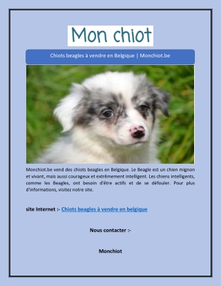 Chiots beagles à vendre en Belgique | Monchiot.be