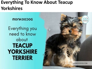 Everything To Know About Teacup Yorkshires