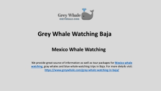 Best Mexico Whale Watching Camp