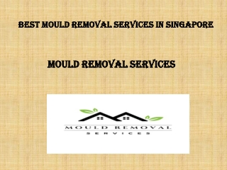 Best Mould Removal Services in Singapore