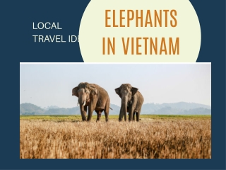 ELEPHANTS IN VIETNAM