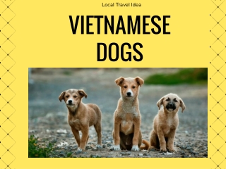 VIETNAMESE DOGS & 6 THINGS TO KNOW
