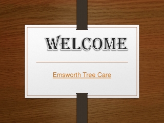 Specialist in Tree Removal in Mugswell