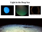 Light in the Deep Sea