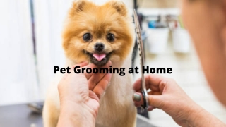 Pet Grooming at Home