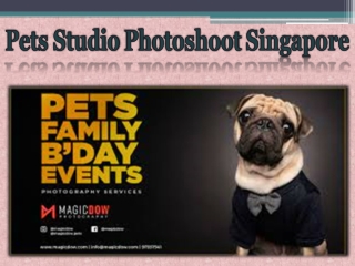 Pets Studio Photoshoot Singapore