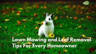 Lawn Mowing and Lead Removal Tips For Every Homeowner