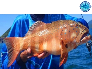 Fishing Charters Airlie Beach