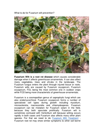 What to do for Fusarium wilt prevention-converted