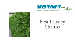 Thickest, Tallest, and Best Privacy Shrubs | InstantHedge
