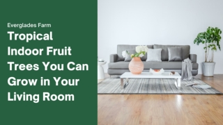 Tropical Indoor Fruit Trees You Can Grow in Your Living Room