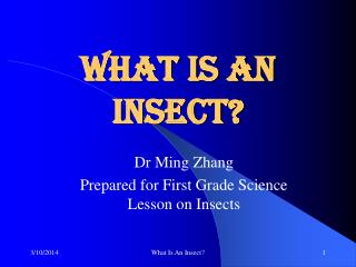 What Is An Insect?