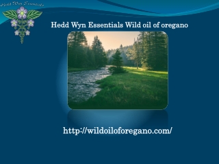 Wild Oregano Extracted Oil