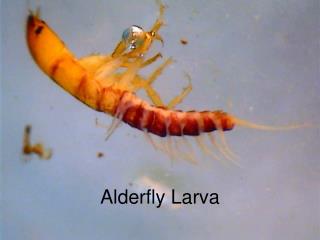Alderfly Larva