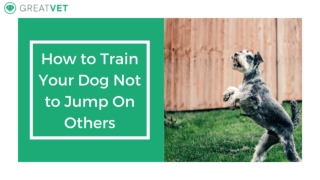 How to Train Your Dog Not to Jump On Others