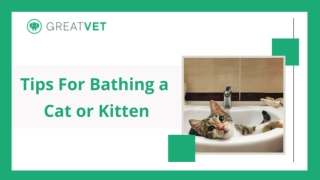 Tips for Bathing a Cat or Kitten