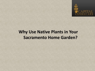 Why Use Native Plants in Your Sacramento Home Garden?