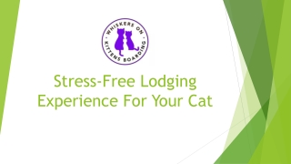 Stress-Free Lodging Experience For Your Cat