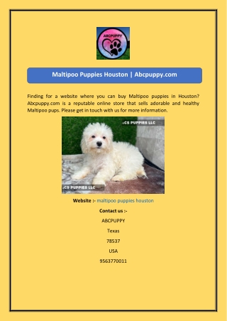 Maltipoo Puppies Houston  Abcpuppy.com-converted