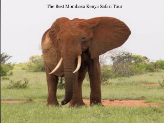 The Best Mombasa Kenya Safari Tour