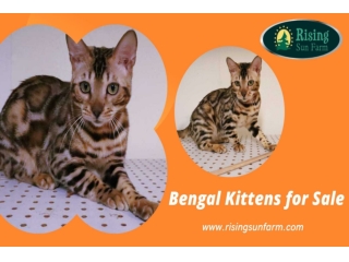 Sweet and Affectionate Bengal Kittens for Sale