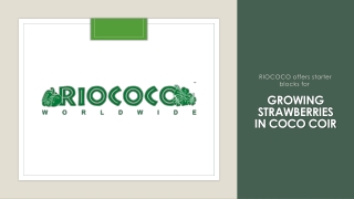 RIOCOCO offers starter blocks for growing strawberries in coco coir