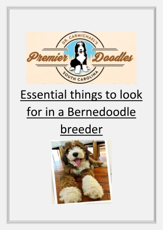 Essential things to look for in a Bernedoodle breeder