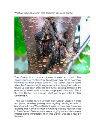What are ways to prevent Tree canker in trees and-converted