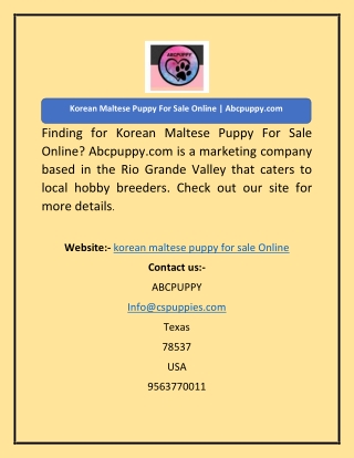 Korean Maltese Puppy For Sale Online Abcpuppy.com