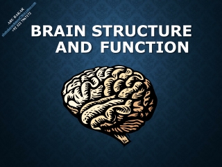 Brain Structure and Function