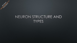Neuron Structure and Types