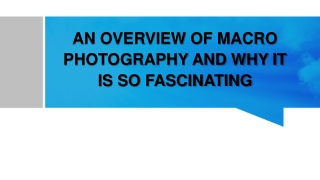 AN OVERVIEW OF MACRO PHOTOGRAPHY AND WHY IT IS SO FASCINATING