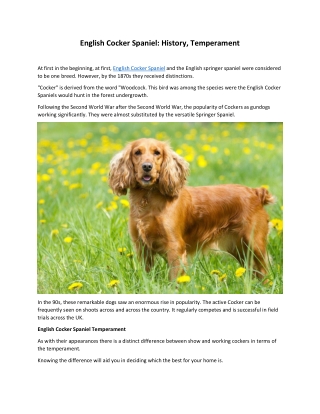 English Cocker Spaniel History, Temperament