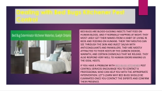 Dealing with Bed Bugs Kitchener Pest Control