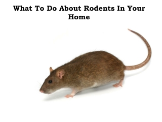 Eco-friendly Rodent Pest Control Melbourne