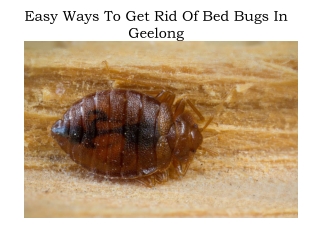 Regal - Bed Bugs Pest Control Geelong