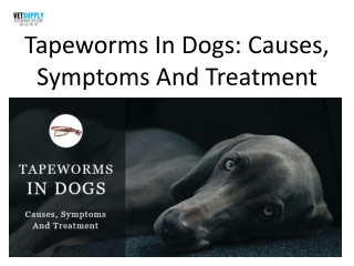 Tapeworms In Dogs: Causes, Symptoms And Treatment | VetSupply