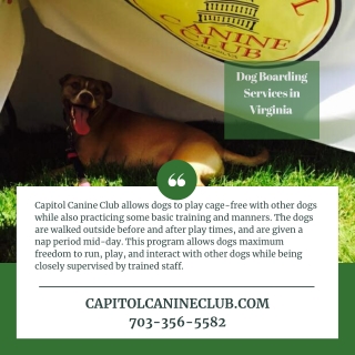 Dog Boarding Services in Virginia