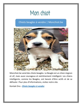 Chiots beagles à vendre | Monchiot.be