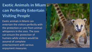 Exotic Animals in Miami can Perfectly Entertain Visiting People