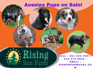 Australian Shepherd Puppies for Sale - Take home wonderful Aussies!