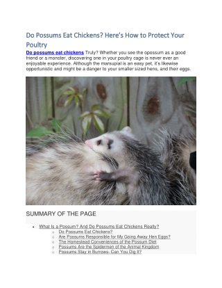 Do Possums Eat Chickens Here’s How to Protect Your Poultry.docx