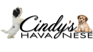 Best Companion Dogs in Texas | Cindy's Havanese