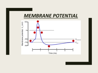 Memberane potential