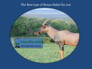 The Best type of Kenya Safari for you