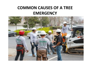 COMMON CAUSES OF A TREE EMERGENCY