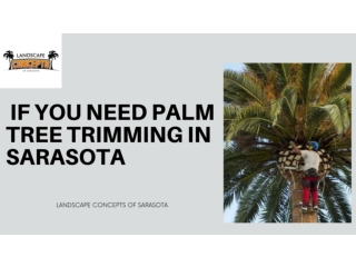 If You Need Palm Tree Trimming in Sarasota
